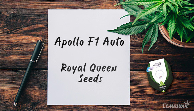 Гроурепорт сорта Apollo F1 Auto fem от Royal Queen Seeds