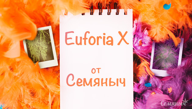 Гроурепорт сорта Euforia X fem от Семяныча в индоре