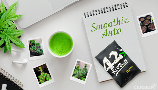 Гроурепорт сорта Smoothie Auto