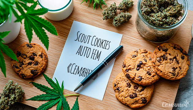 Гроурепорт сорта Scout Cookies auto fem от Семяныча