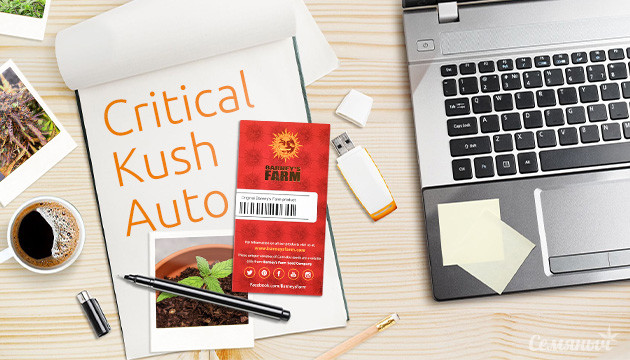Гроурепорт сорта Critical Kush Auto