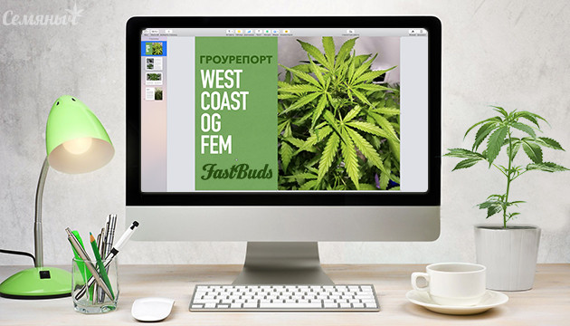 Гроурепорт сорта марихуаны West Coast OG auto fem от FastBuds