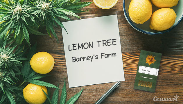 Гроурепорт по выращиванию сорта Lemon Tree fem от Barney's Farm